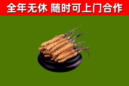 平山区烟酒回收冬虫夏草.jpg